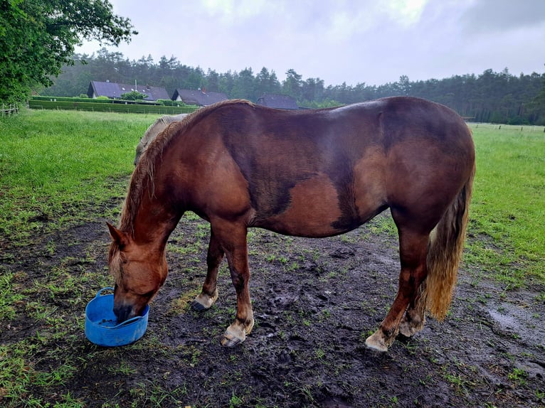 Cavallo della foresta nera Giumenta 4 Anni 152 cm Sauro scuro in Celle