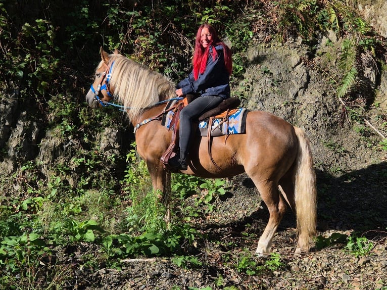 Cavallo della foresta nera Mix Giumenta 4 Anni 153 cm Sauro in Linkenbach