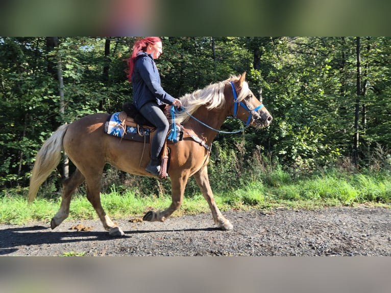 Cavallo della foresta nera Mix Giumenta 4 Anni 153 cm Sauro in Linkenbach