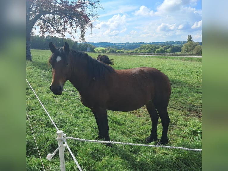 Cavallo della foresta nera Giumenta 4 Anni 155 cm Baio in Ostfildern