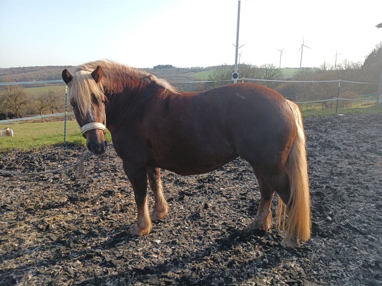 Cavallo della foresta nera Giumenta 5 Anni 138 cm Sauro scuro in Freisen