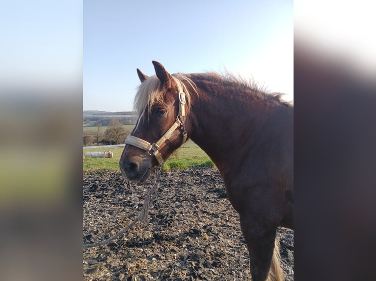 Cavallo della foresta nera Giumenta 5 Anni 138 cm Sauro scuro in Freisen