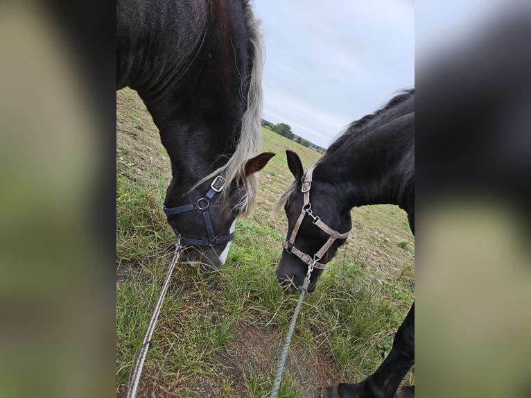 Cavallo della foresta nera Giumenta 5 Anni 143 cm Sauro scuro in Gardelegen