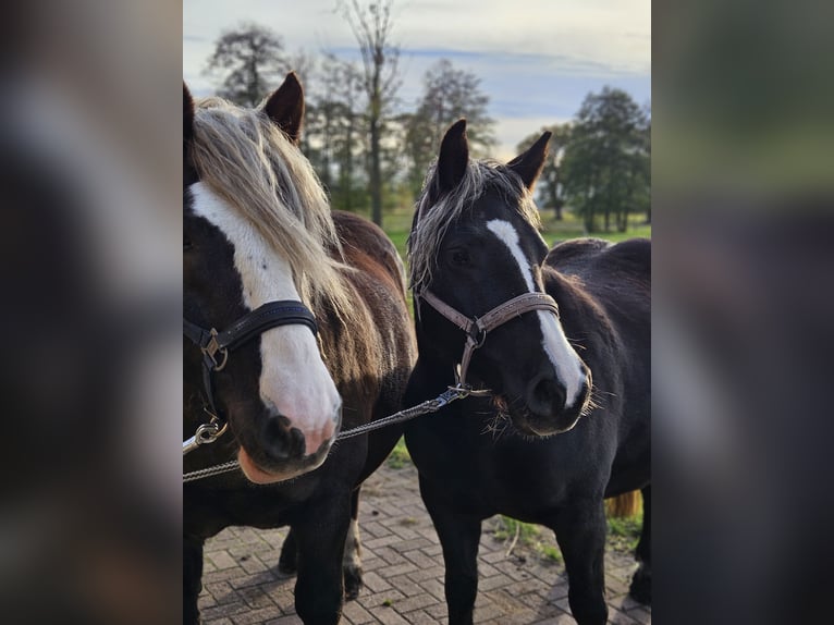 Cavallo della foresta nera Giumenta 5 Anni 143 cm Sauro scuro in Gardelegen