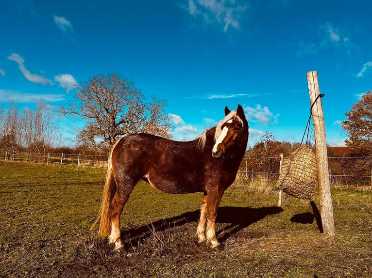 Cavallo della foresta nera Giumenta 5 Anni 145 cm  in Grazen