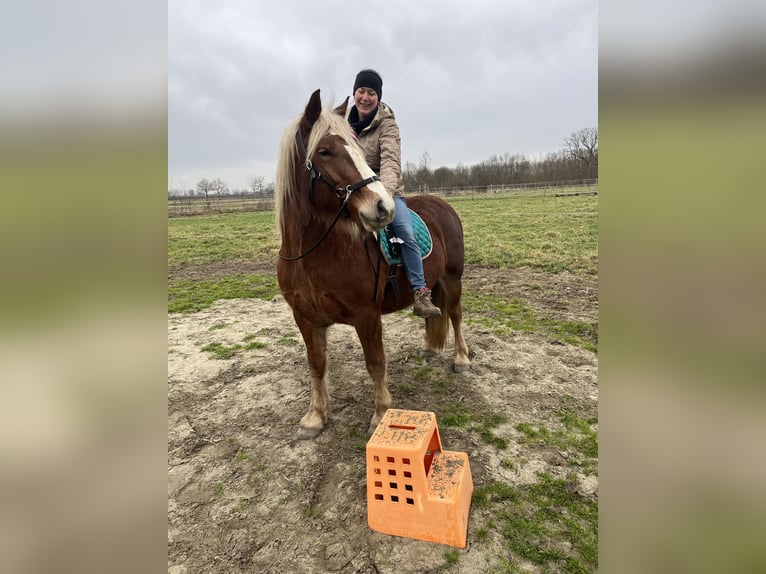 Cavallo della foresta nera Giumenta 5 Anni 145 cm  in Grazen