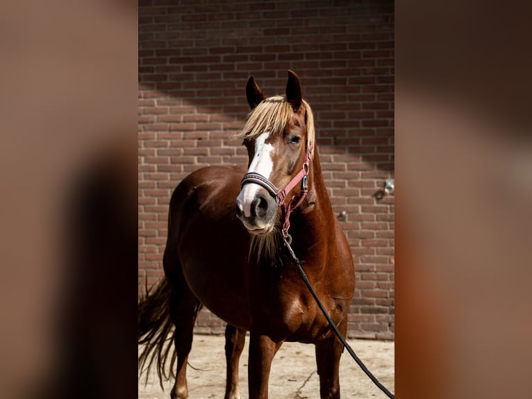 Cavallo della foresta nera Giumenta 5 Anni 150 cm Sauro scuro in Vaals