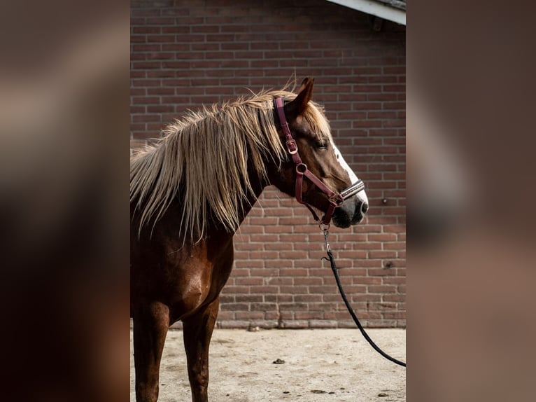 Cavallo della foresta nera Giumenta 5 Anni 150 cm Sauro scuro in Vaals
