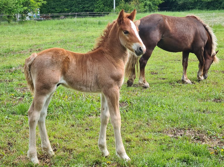 Cavallo della foresta nera Giumenta 5 Anni 150 cm Sauro scuro in Northeim