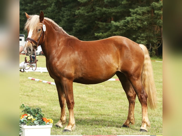 Cavallo della foresta nera Giumenta 5 Anni 150 cm Sauro scuro in Northeim
