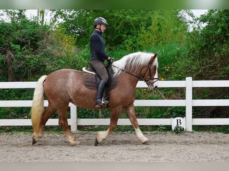 Cavallo della foresta nera Giumenta 5 Anni 158 cm Sauro scuro in Seebad Bansin