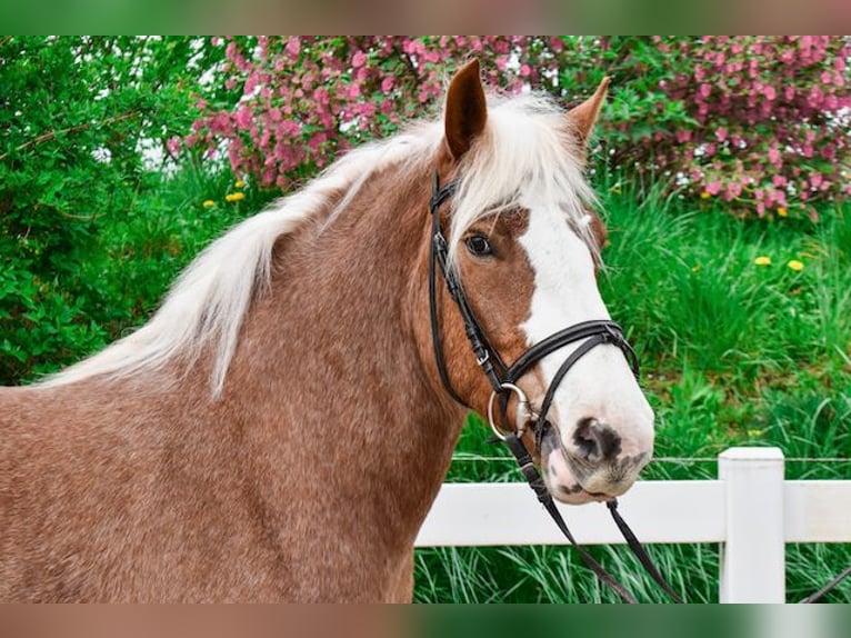 Cavallo della foresta nera Giumenta 5 Anni 158 cm Sauro scuro in Seebad Bansin