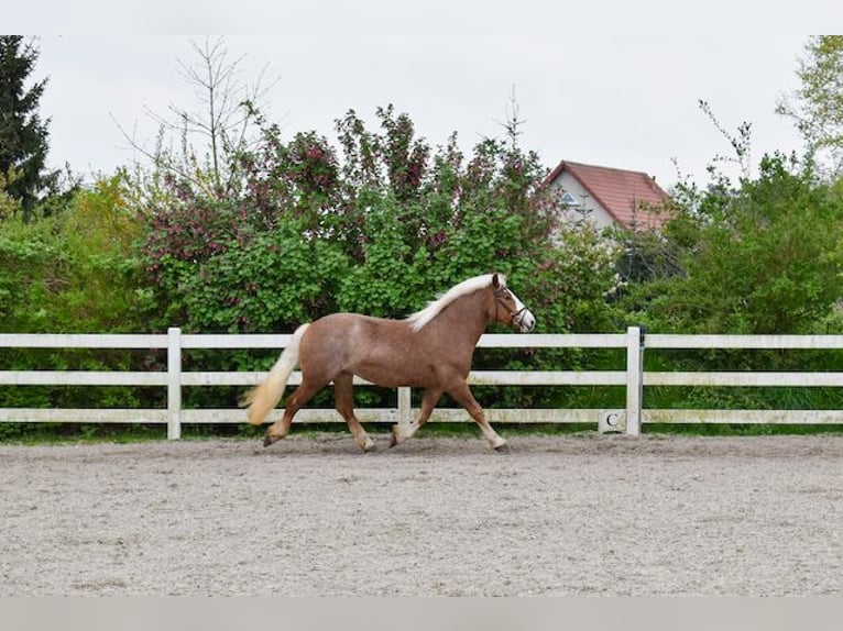 Cavallo della foresta nera Giumenta 5 Anni 158 cm Sauro scuro in Seebad Bansin