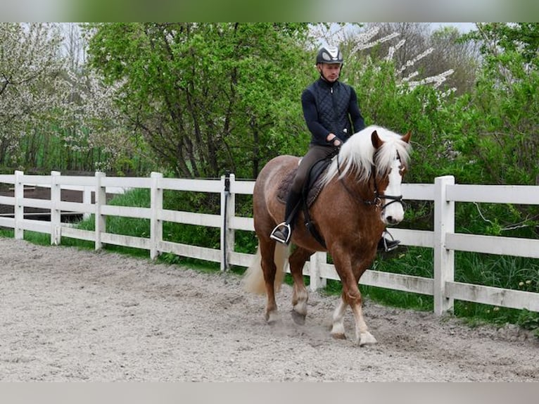 Cavallo della foresta nera Giumenta 5 Anni 158 cm Sauro scuro in Seebad Bansin