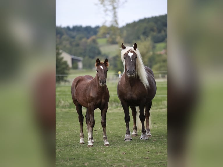 Cavallo della foresta nera Giumenta 6 Anni 152 cm Sauro scuro in Mudau