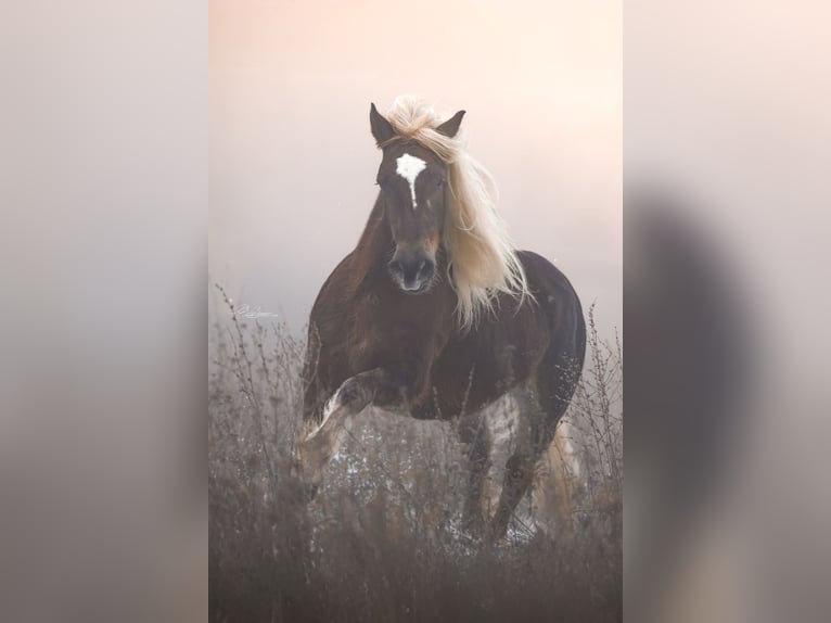 Cavallo della foresta nera Giumenta 6 Anni 152 cm Sauro scuro in Mudau