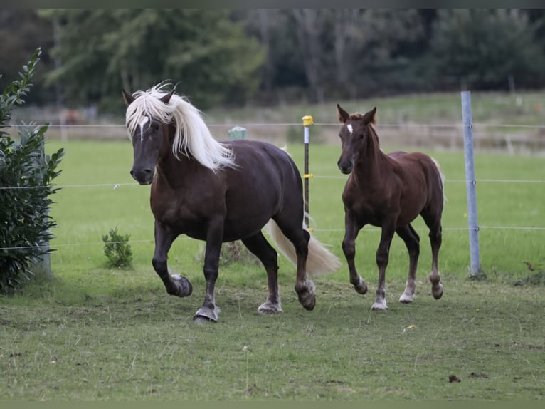 Cavallo della foresta nera Giumenta 6 Anni 152 cm Sauro scuro in Mudau