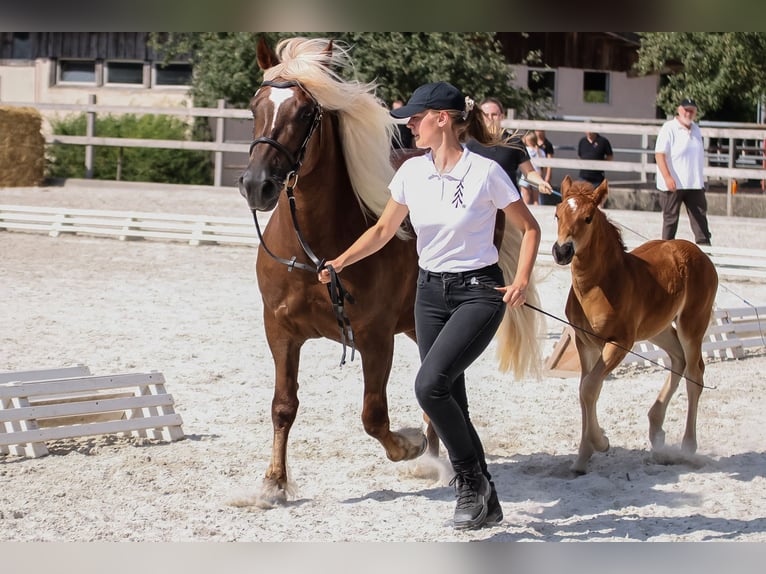 Cavallo della foresta nera Giumenta 6 Anni 152 cm Sauro scuro in Mudau