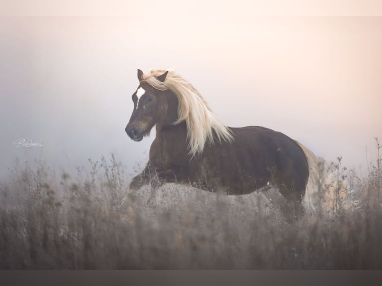 Cavallo della foresta nera Giumenta 6 Anni 152 cm Sauro scuro in Mudau