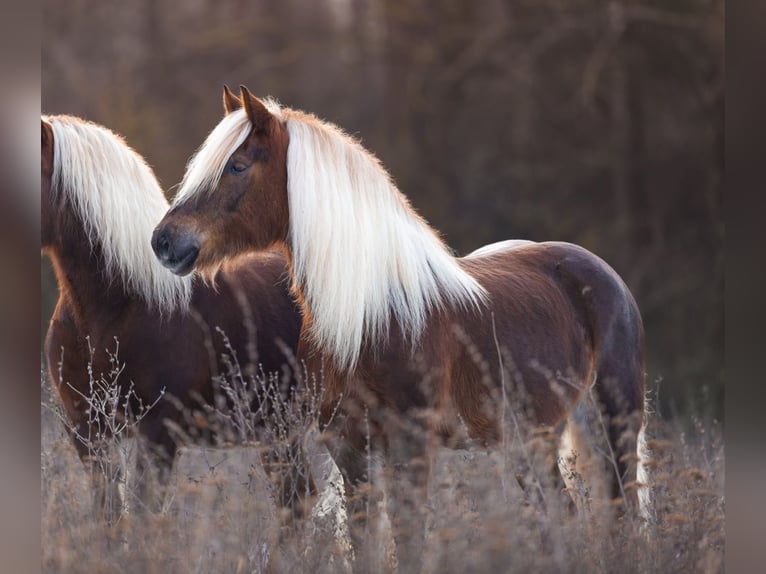 Cavallo della foresta nera Giumenta 6 Anni 152 cm Sauro scuro in Mudau