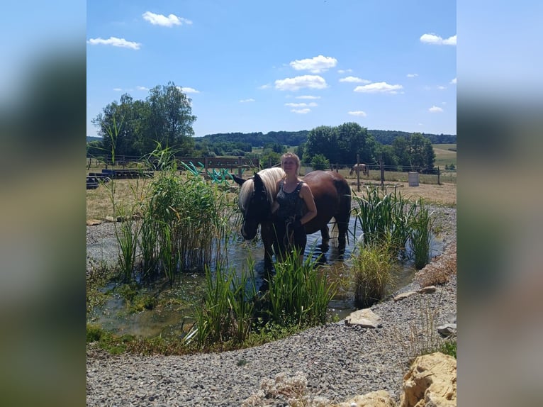 Cavallo della foresta nera Giumenta 6 Anni 155 cm Sauro scuro in Mudau