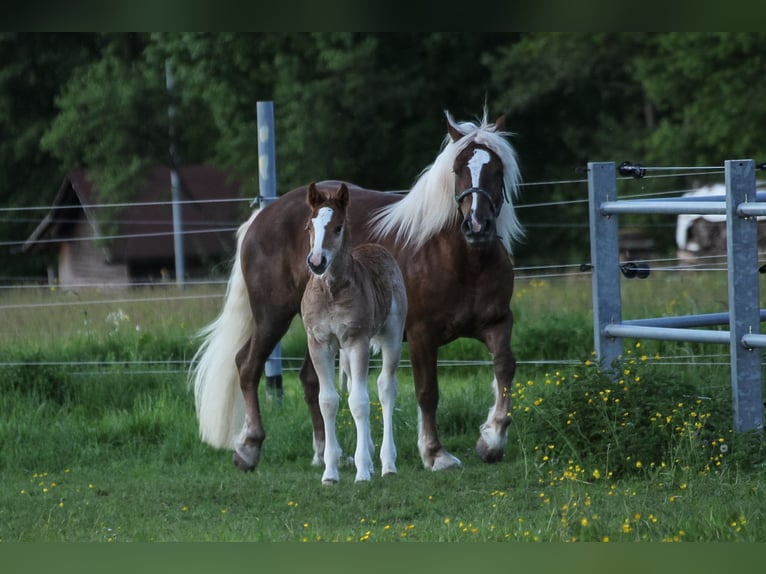 Cavallo della foresta nera Giumenta 6 Anni 155 cm Sauro scuro in Mudau