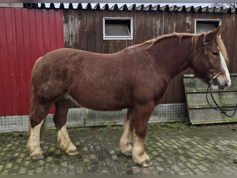 Cavallo della foresta nera Mix Giumenta 6 Anni 157 cm Sauro in Mülheim an  der Ruhr