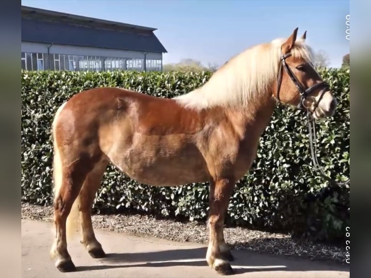 Cavallo della foresta nera Giumenta 7 Anni 145 cm Sauro in Gallin