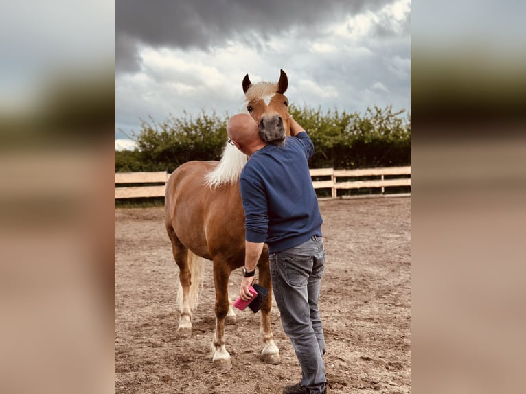 Cavallo della foresta nera Giumenta 7 Anni 145 cm Sauro in Gallin