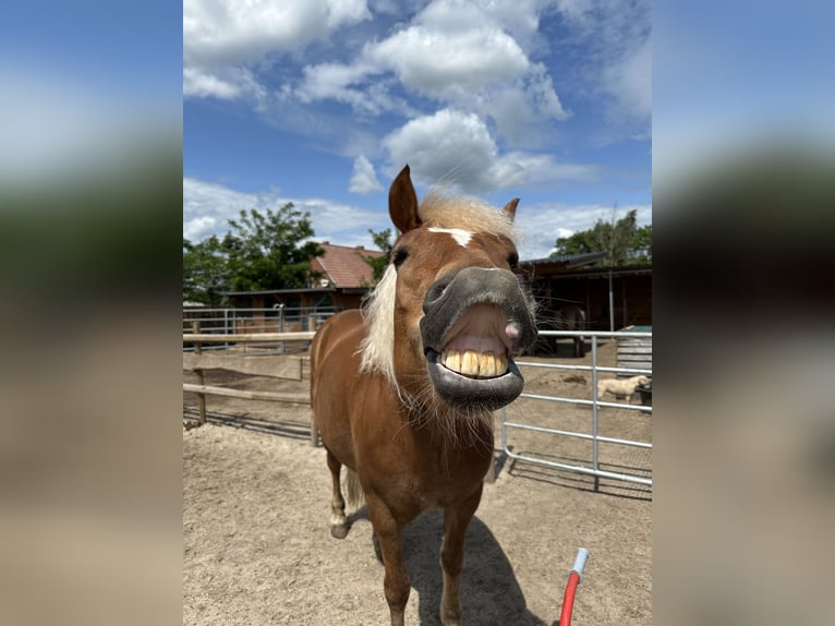 Cavallo della foresta nera Giumenta 7 Anni 145 cm Sauro in Gallin