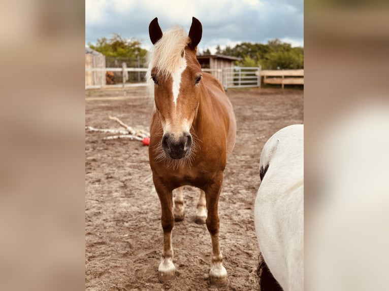 Cavallo della foresta nera Giumenta 7 Anni 145 cm Sauro in Gallin