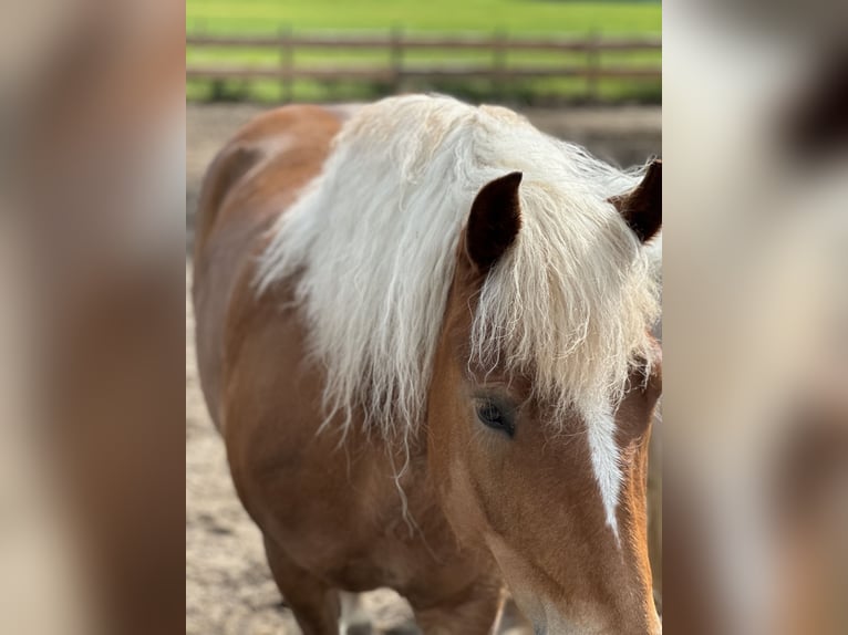 Cavallo della foresta nera Giumenta 7 Anni 145 cm Sauro in Gallin