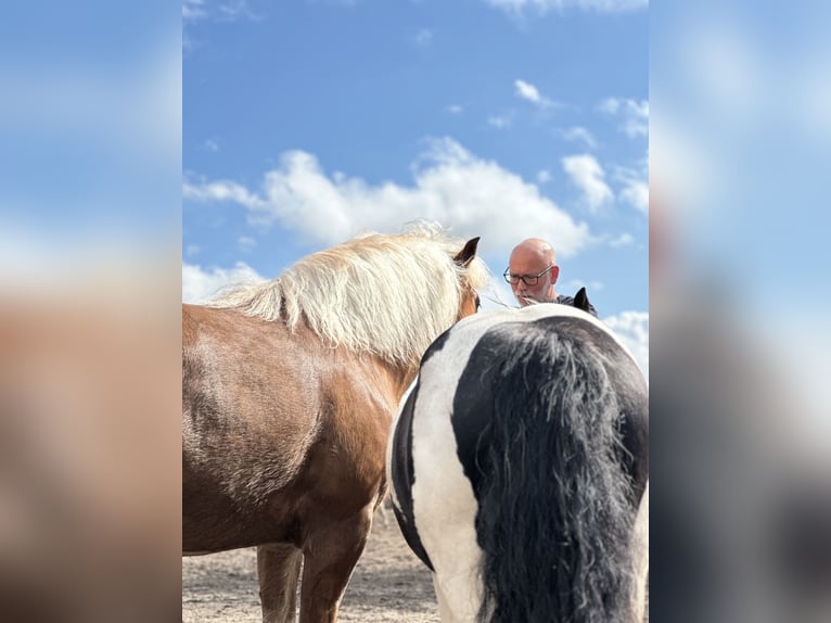 Cavallo della foresta nera Giumenta 7 Anni 145 cm Sauro in Gallin