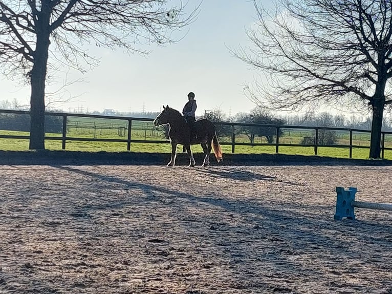 Cavallo della foresta nera Giumenta 7 Anni 153 cm Sauro scuro in Düsseldorf