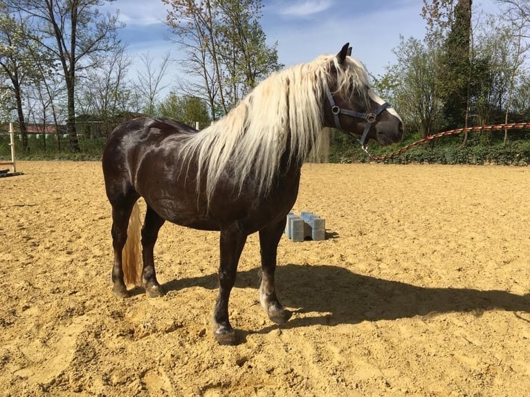 Cavallo della foresta nera Giumenta 7 Anni 155 cm Sauro scuro in Wildberg