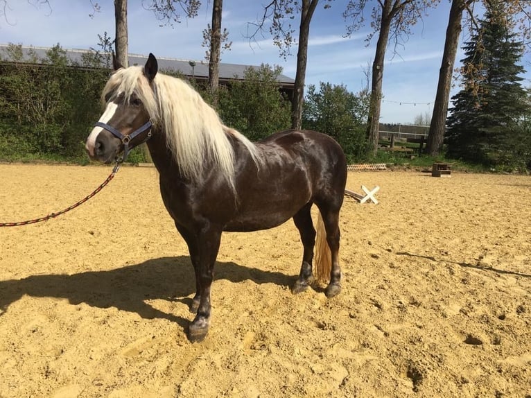 Cavallo della foresta nera Giumenta 7 Anni 155 cm Sauro scuro in Wildberg