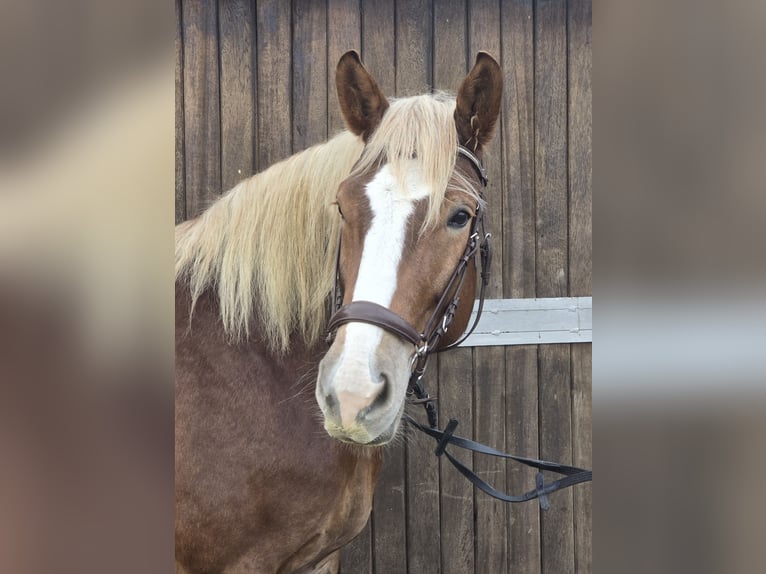 Cavallo della foresta nera Mix Giumenta 8 Anni 156 cm in Mülheim an der Ruhr