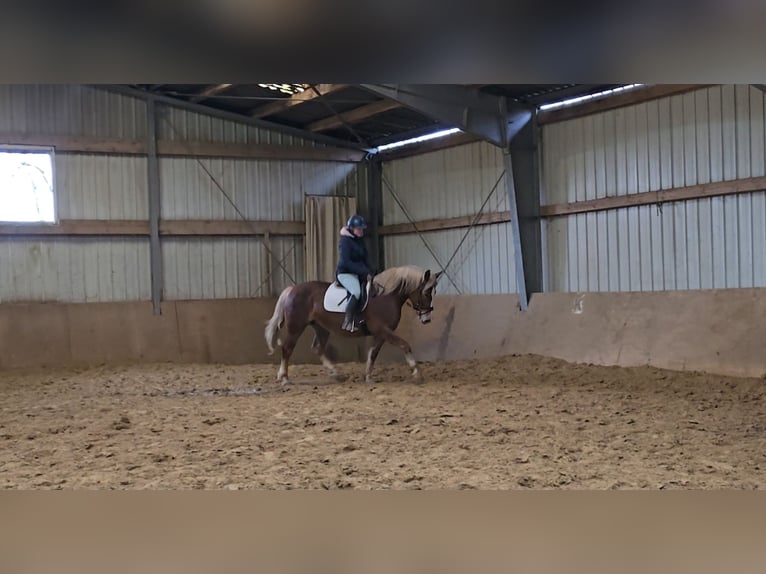 Cavallo della foresta nera Mix Giumenta 8 Anni 156 cm in Mülheim an der Ruhr