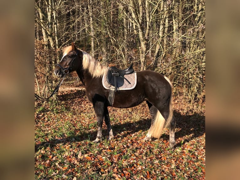 Cavallo della foresta nera Giumenta 9 Anni 152 cm Sauro in Gunzenhausen