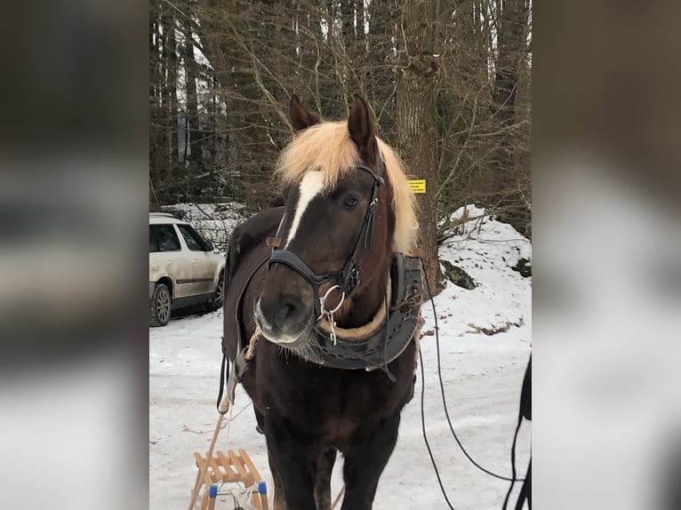 Cavallo della foresta nera Giumenta 9 Anni 152 cm Sauro in Gunzenhausen