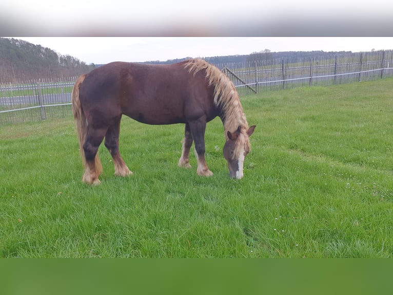 Cavallo della foresta nera Giumenta 9 Anni 152 cm Sauro scuro in Lisberg