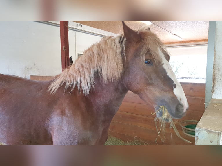 Cavallo della foresta nera Giumenta 9 Anni 152 cm Sauro scuro in Lisberg