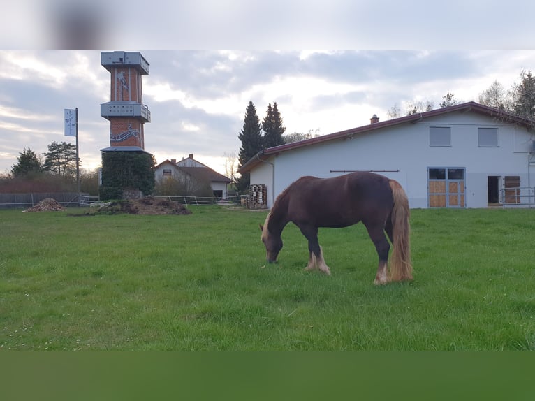 Cavallo della foresta nera Giumenta 9 Anni 152 cm Sauro scuro in Lisberg