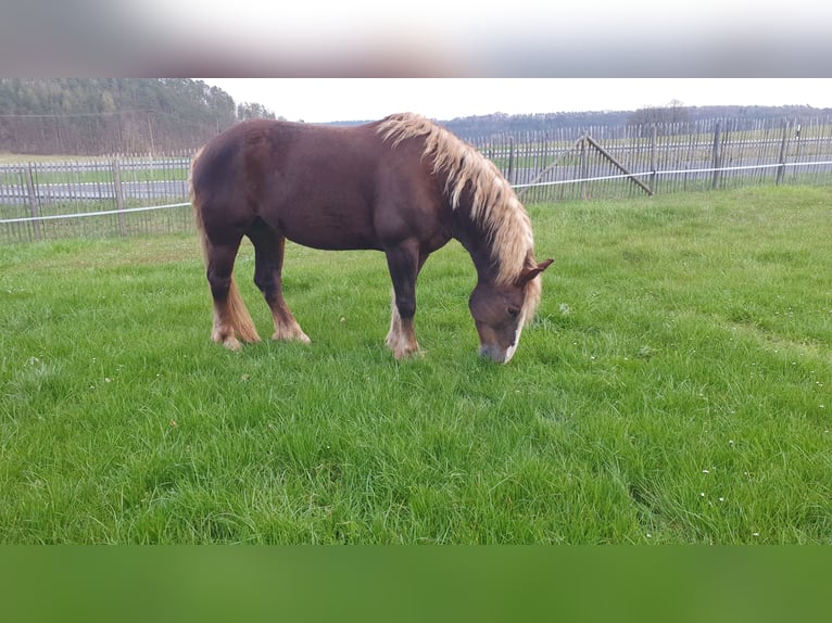 Cavallo della foresta nera Giumenta 9 Anni 152 cm Sauro scuro in Lisberg