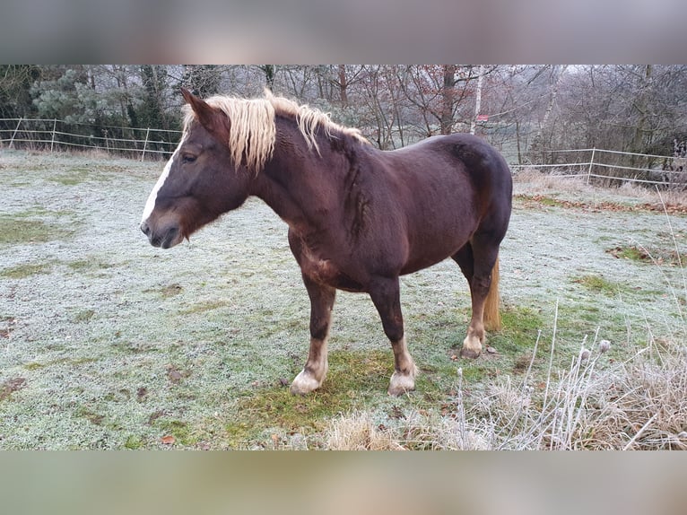 Cavallo della foresta nera Giumenta 9 Anni 152 cm Sauro scuro in Lisberg