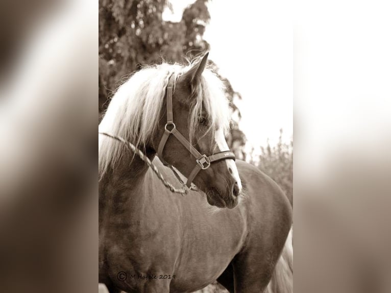 Cavallo della foresta nera Giumenta 9 Anni 153 cm Sauro scuro in Bad Wurzach