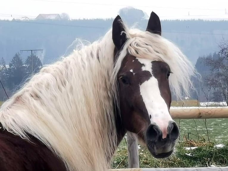 Cavallo della foresta nera Giumenta 9 Anni 153 cm Sauro scuro in Bad Wurzach