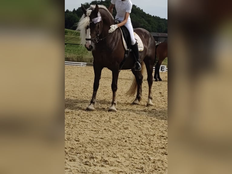 Cavallo della foresta nera Giumenta 9 Anni 153 cm Sauro scuro in Bad Wurzach