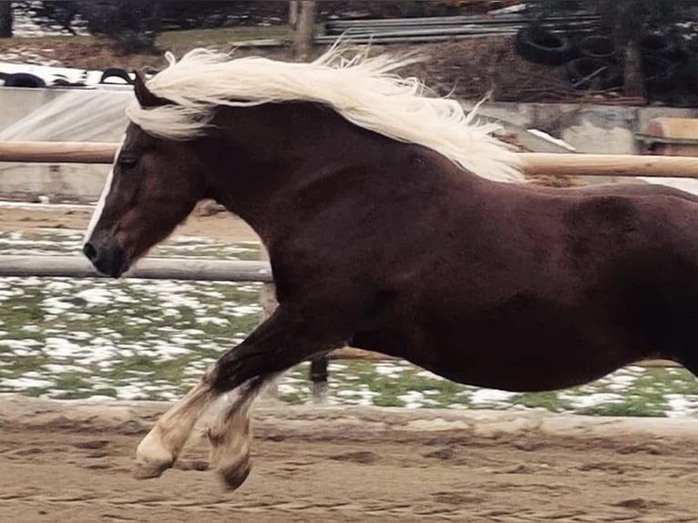 Cavallo della foresta nera Giumenta 9 Anni 153 cm Sauro scuro in Bad Wurzach