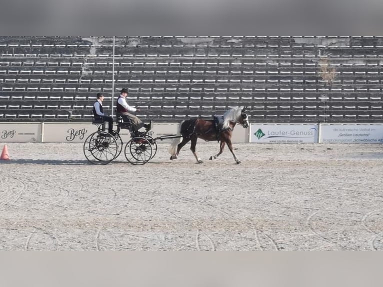 Cavallo della foresta nera Giumenta 9 Anni 153 cm Sauro scuro in Bad Wurzach
